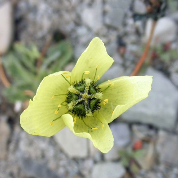 Papaver cornwallisense Svalbard Longyearbyen 2014 3 A.Elven a